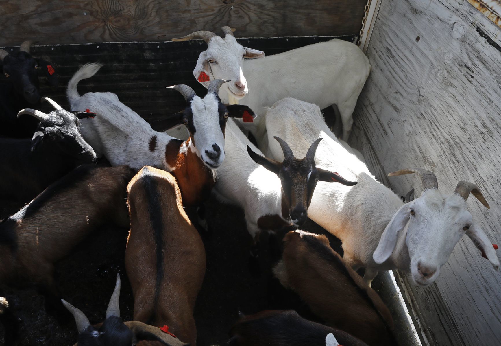 Goats make quick work of urban clearing